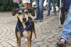 Geht Hundetraining auch online?