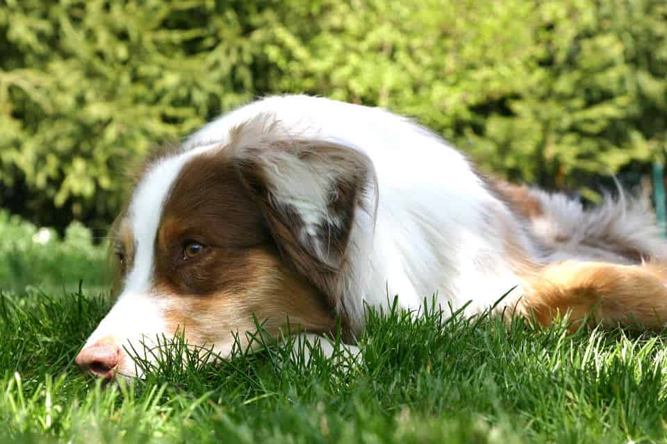 „Plötzlich war der Hund ganz anders!“