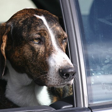 Hey-Fiffi.com: Hund am Autofenster