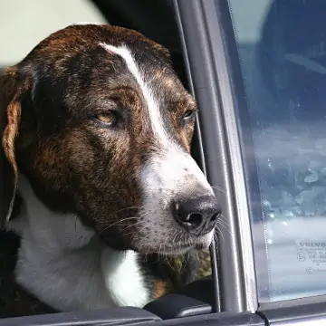Hey-Fiffi.com: Hund am Autofenster
