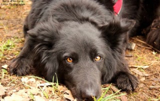 Liegender Hund, Quelle: Lara Meiburg Photographie