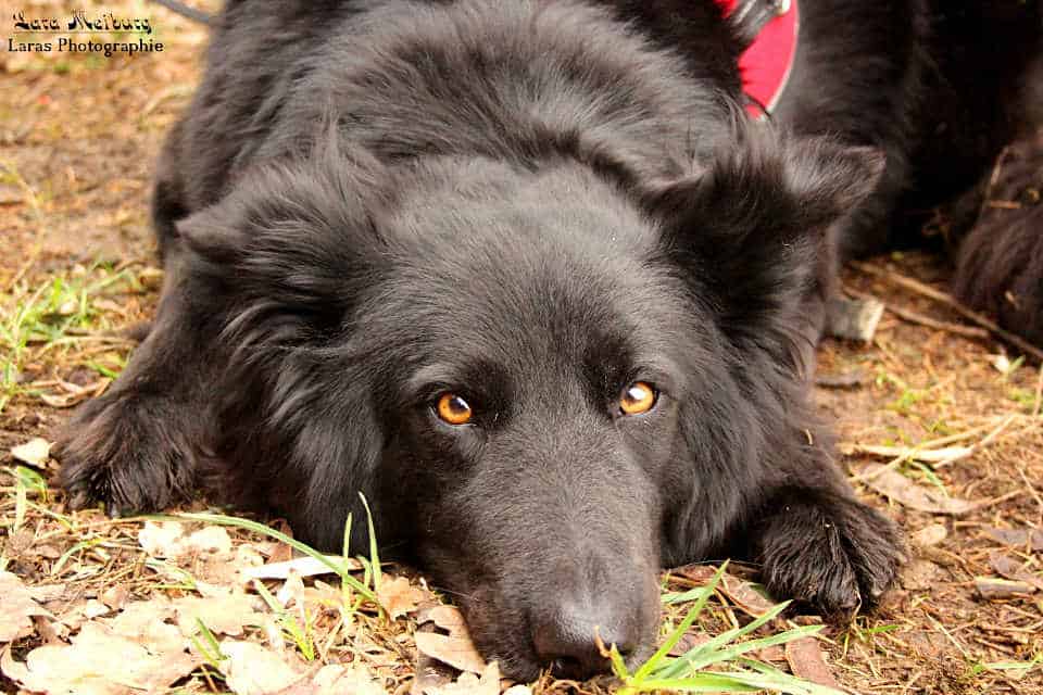 Liegender Hund, Quelle: Lara Meiburg Photographie