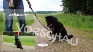Anti-Giftköder-Training: Anzeigeverhalten - Hey-Fiffi.com