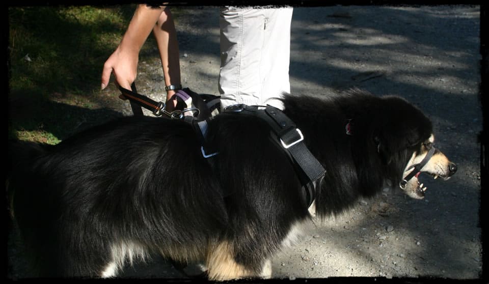 Leinenaggression Teil 1 Wie Wird Ein Hund Zum Leinenrambo Hey Fiffi Com