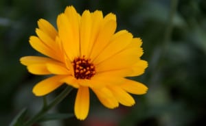 Ringelblume Ringelblume