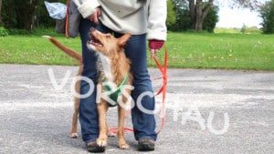 Targettraining für Hunde: Fußtouch - Hey-Fiffi.com