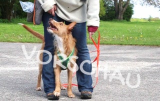 Targettraining für Hunde: Fußtouch - Hey-Fiffi.com