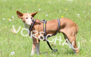 Leben mit Angsthunden - Hey-Fiffi.com