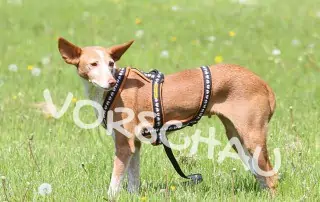 Leben mit Angsthunden - Hey-Fiffi.com