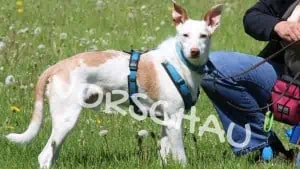 Tierschutzhunde - Hey-Fiffi.com