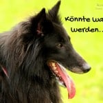 Hechelnder Hund, Lara Meiburg Photographie