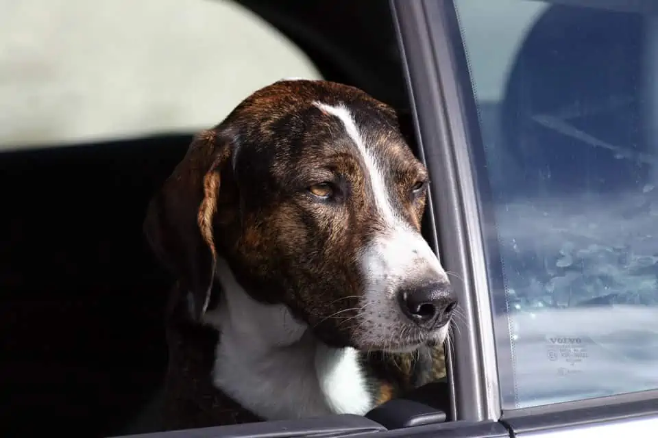 Hund im Backofen – Scheibe einschlagen