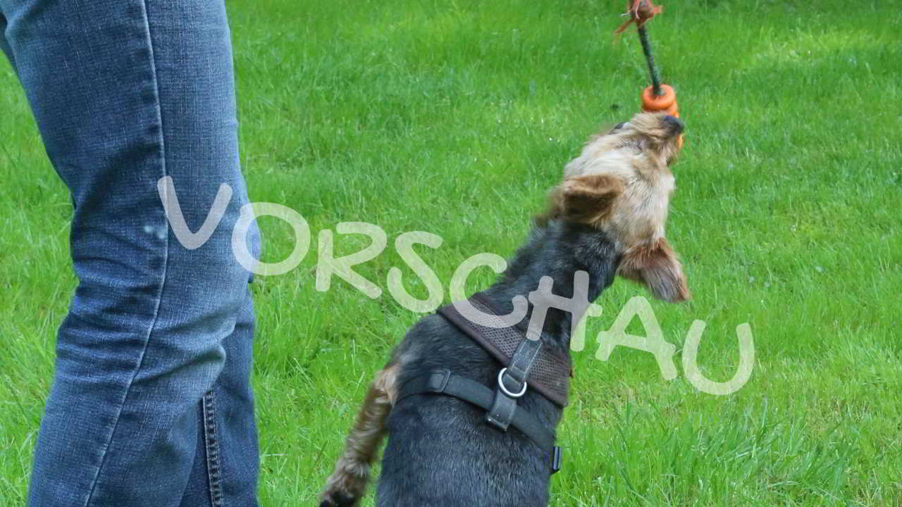 Ballspielen mit Hunden - Hey-Fiffi.com