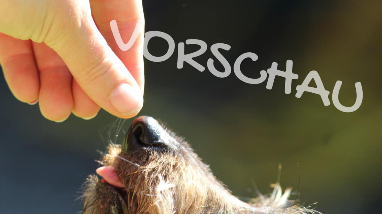 Hunde als Schnappschildkröten - Hey-Fiffi.com