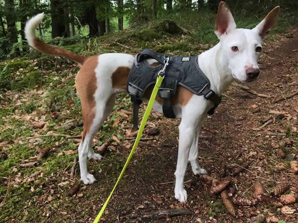 Bergwandern das Geschirr