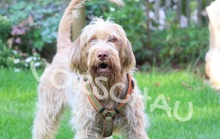 Gebell am Gartenzaun - Hey-Fiffi.com
