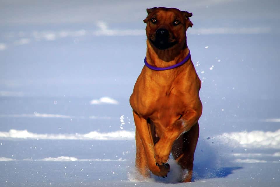 Snowdog Snowdog
