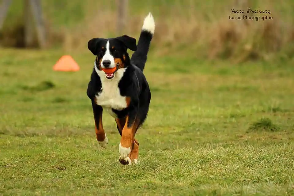 Von rennenden Katzen und fliegenden Leckerchen – Hunde richtig belohnen