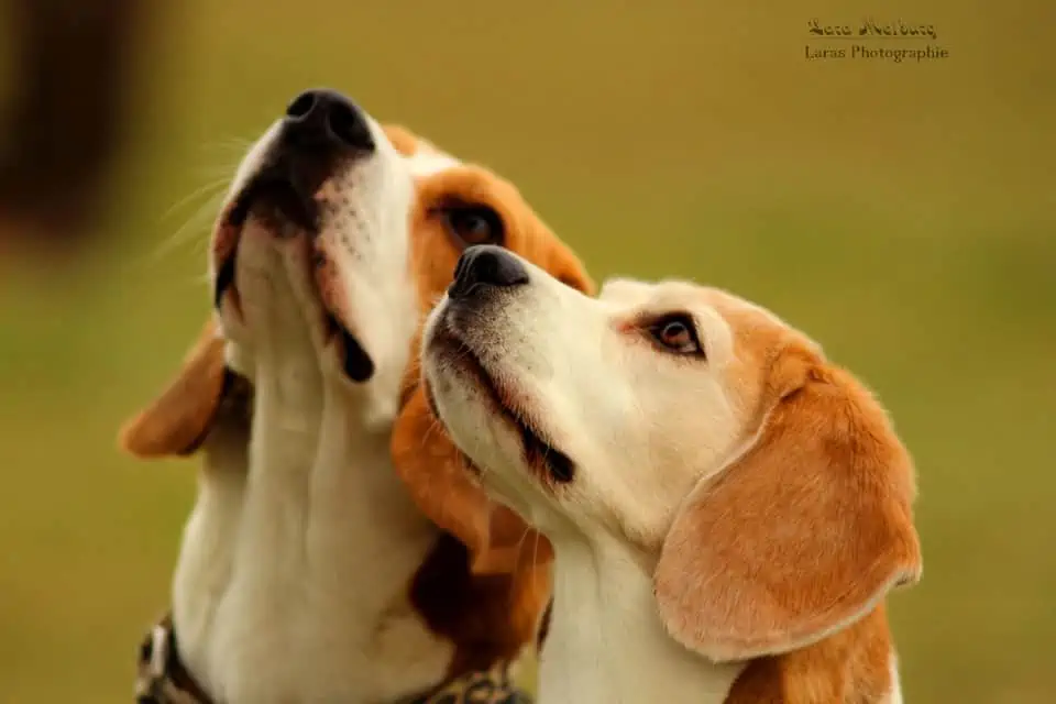 Mehrhundehalter Mehrhundehalter