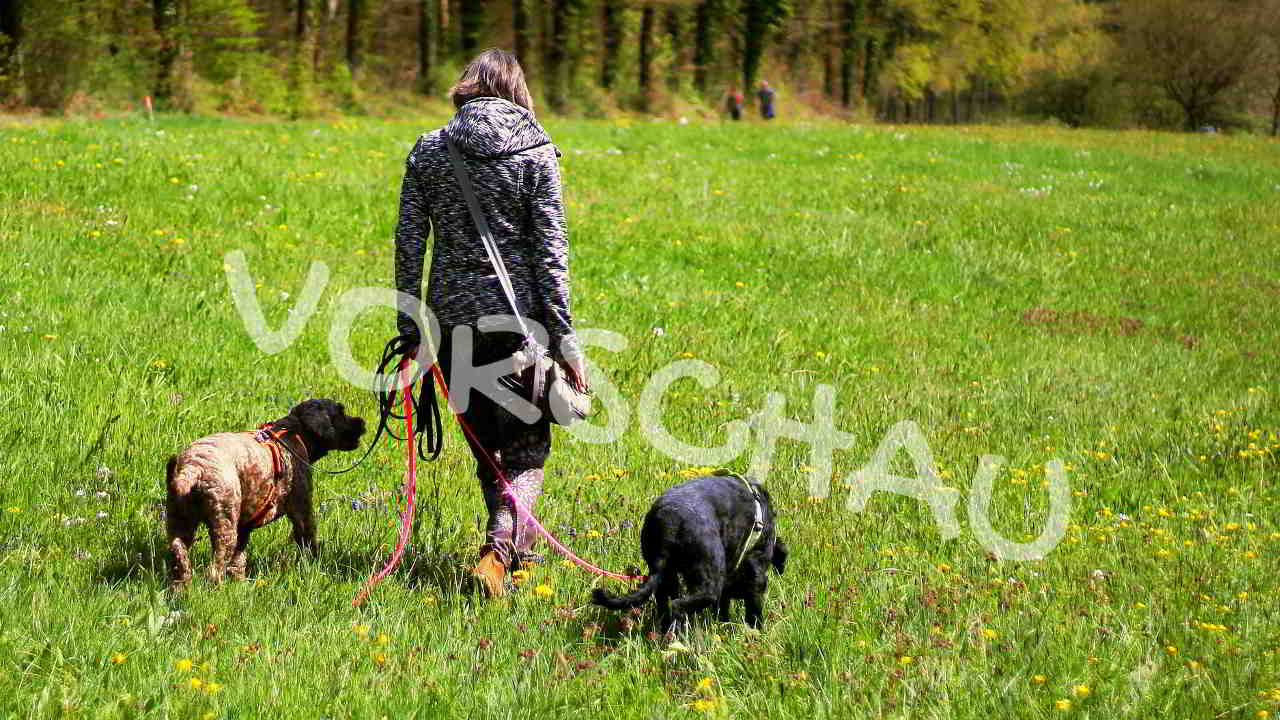 Ordnung an der Leine mit zwei Hunden