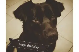 Muss es immer ein Welpe sein? Welcher Hund passt zu dir?