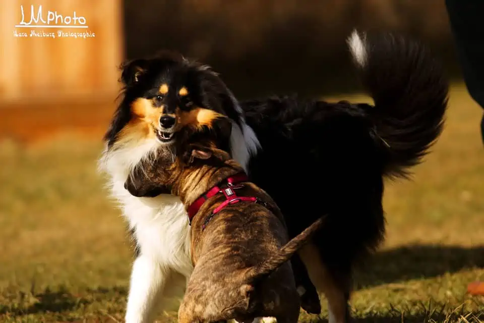 Och, die sind doch so süß miteinander – Getrenntes Füttern bei Mehrhundehaltung