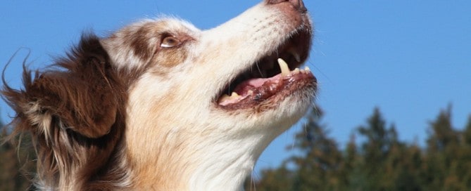 Australian Sheperd - Hunderassen auf Hey-Fiffi.com