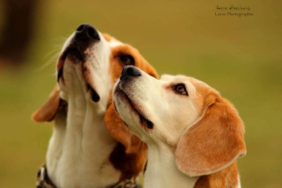 Die Hunderasse Beagle - Hey-Fiffi.com