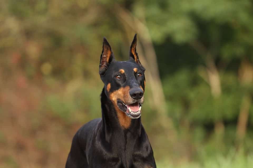 Die Hunderasse Dobermann