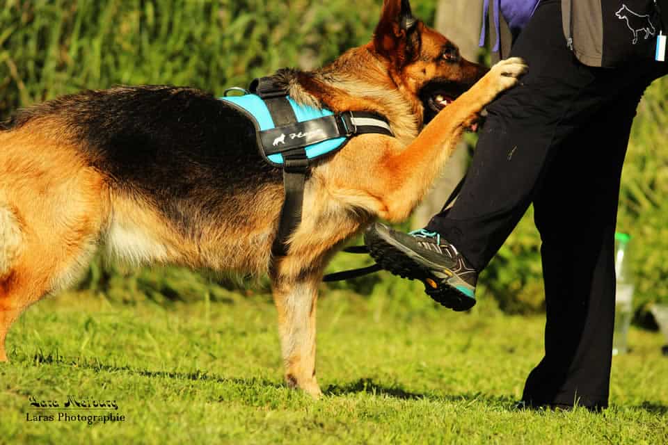 Die Hunderasse Deutscher Schäferhund