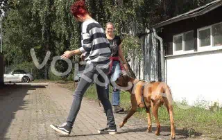 Pendeltraining für Hunde - Hey-Fiffi.com