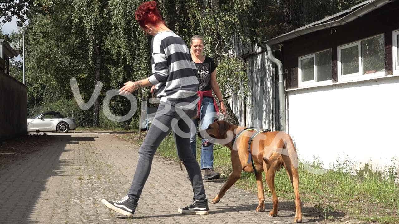 Pendeltraining für Hunde - Hey-Fiffi.com