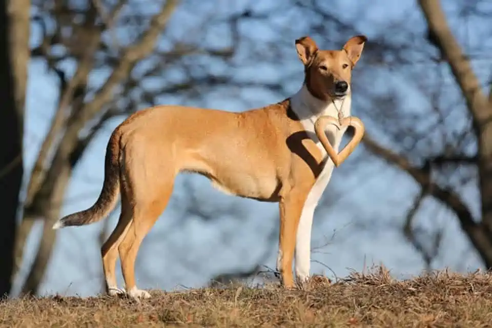 Die Hunderasse Kurzhaarcollie