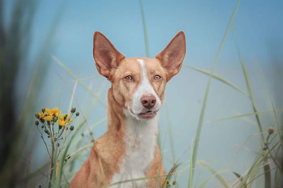 Die Hunderasse Podenco