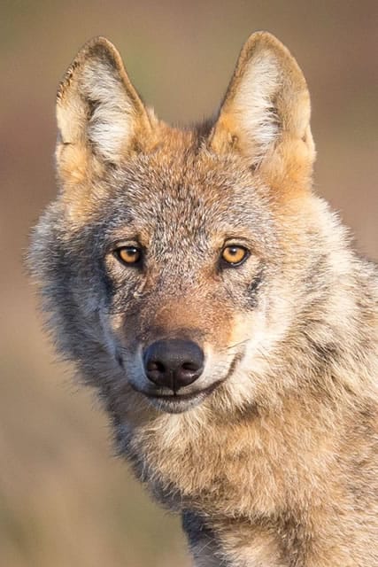 Wolf_3