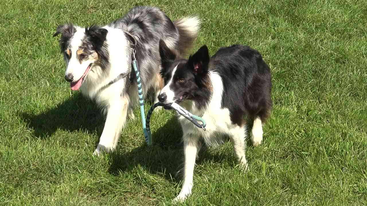 Trickdogging für Zwei – Hund führt Hund Gassi