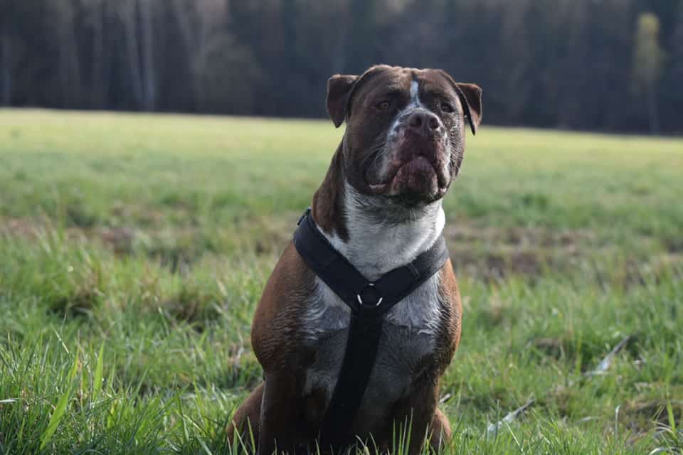 55+ French Bulldog Mixed With Labrador