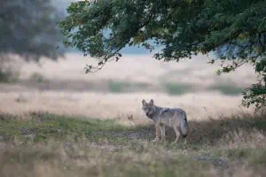 Wildes Deutschland – Von Alphawölfen und Rudeltheorien