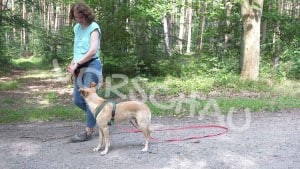 Waldspaziergang mit Hund - Hey-Fiffi.com