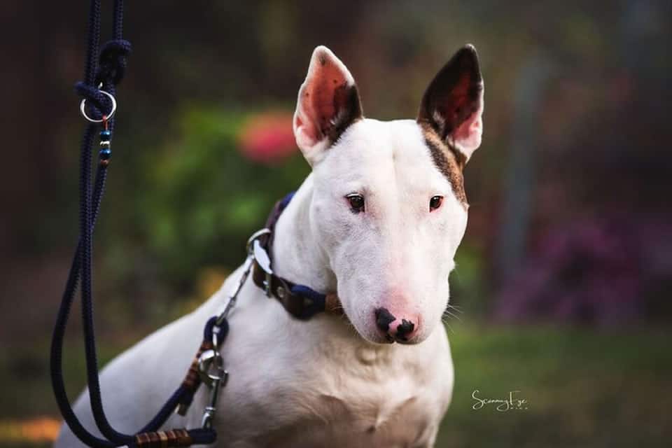 Die Hunderasse Bullterrier