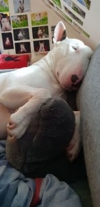 Bullterrier Bullterrier
