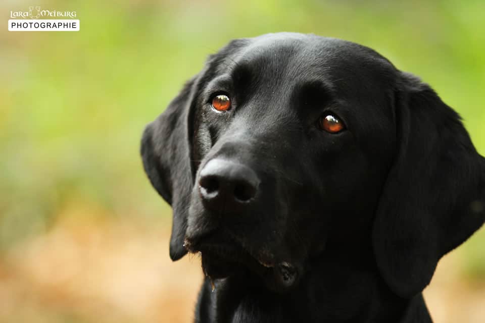 wann ist der labrador ausgewachsen