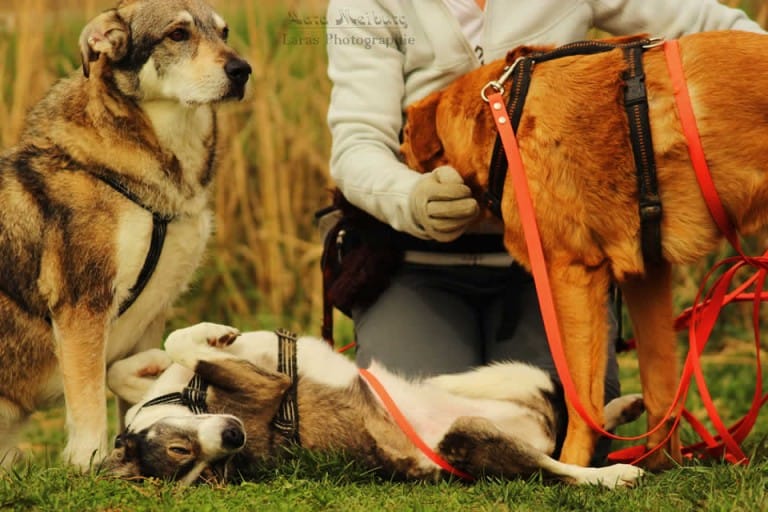 Woran Erkennt Man Einen Wolfshund