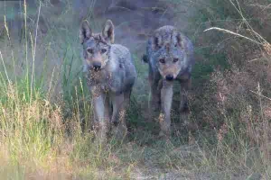Of Alpha Wolves and Pack Theories