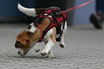 Nasenspiele - Hey-Fiffi.com