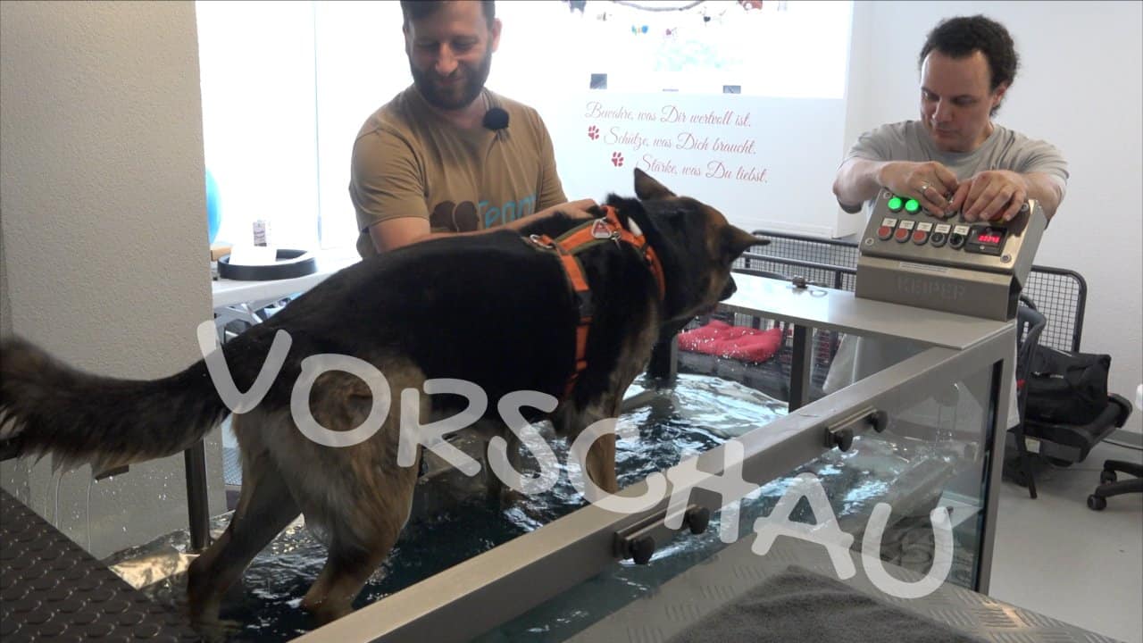 Hundephysio - Gewöhnung an das Unterwasserlaufband - Hey-Fiffi.com