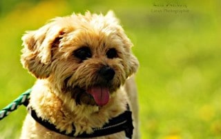 Hund, Lara Meiburg Photographie