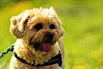 Hund, Lara Meiburg Photographie