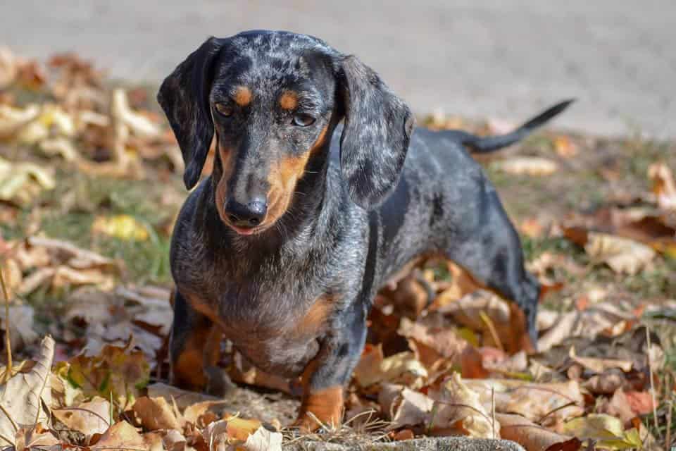 Maya Maya