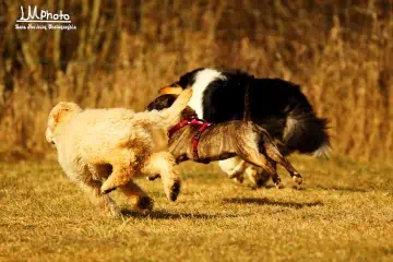 Spielende Hunde jagen sich gegenseitig, Lara Meiburg Photographie